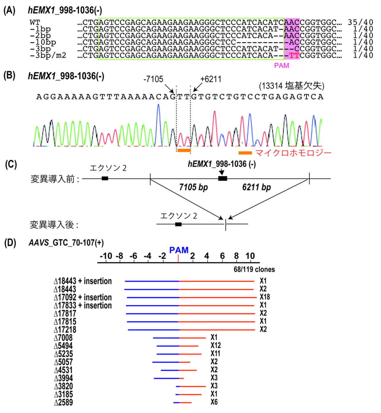 図3 TiDを用いたヒト細胞でのゲノム編集。 A）短い数塩基の欠失変異の検出 B）長鎖欠失変異のDNA配列解析の一例。検出された欠失の両端ではマイクロホモロジーが高頻度で検出された。C）B）の長鎖欠失変異で起きた遺伝子構造変化の模式図。TiDによりエクソン3を含む13 kbのDNA領域が欠失した。 D）検出された長鎖欠失変異の分布。標的配列を挟んで両方向に2.5 kbから18 kbまでの欠失が検出された。