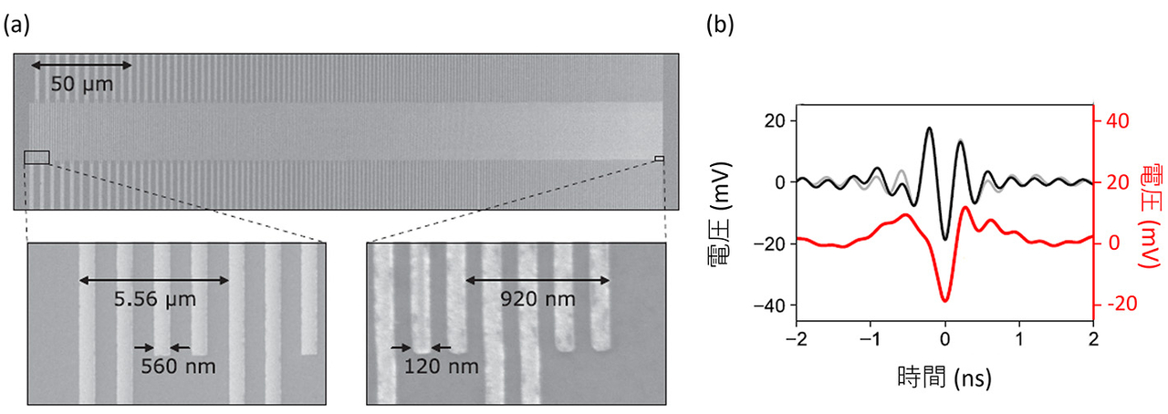 図2. （a）作製したチャープIDTの電子顕微鏡写真。（b）チャープIDTを用いて発生させた表面弾性波の孤立パルス形状をシミュレーションにより求めたもの（赤い実線、縦軸は右）。これに検出器の特性を加味した波形（灰色の実線、縦軸は左）は、実験で得られた実測波形（黒の実線、縦軸は左）をよく再現している。