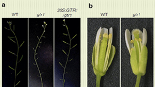 Plant fertility - how hormones get around