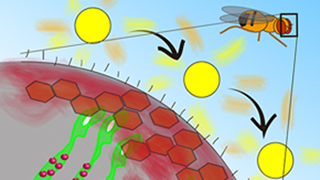 Fruit fly studies shed light on adaptability