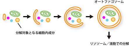 図「オートファジーを駆動する分子メカニズムの研究」