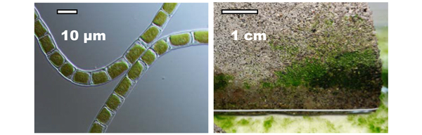 (左)クレブソルミディウムの顕微鏡写真、(右)コンクリート片に生育させたクレブソルミディウム