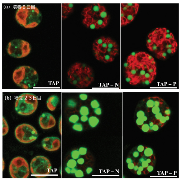 培養8日目。培養23日目。緑色がTAGを蓄積した油滴、赤色がチラコイド膜を示している。どちらの欠乏条件でもTAG蓄積が確認できる。