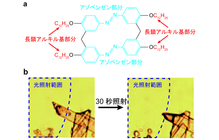 (a)本研究で対象にした長鎖アルキル基を有したアゾベンゼン誘導体。(b)紫外光照射によって結晶が溶けた様子を観察した顕微鏡写真。