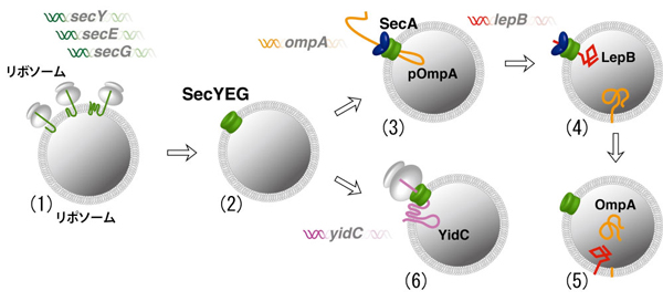 試験管内でのSecYEGトランスロコンの合成と、SecYEGを介したpOmpA、LepBの膜透過と、YidCの膜挿入