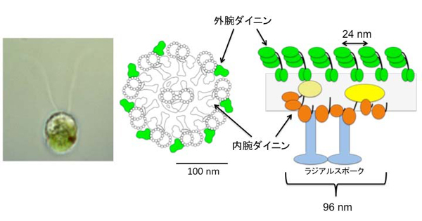 クラミドモナス細胞。鞭毛断面の模式図。2連微小管をダイニンの側から見た模式図