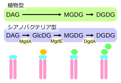 図2 植物とシアノバクテリアにおけるガラクト脂質合成経路の違い。植物や藻類ではジアシルグリセロール(DAG)にガラクトースを付加することでMGDGを合成するが、シアノバクテリアでは、まずグルコースを転移し、それを異性化することでMGDGを合成する。矢印下の黄色の楕円は、その反応を担う酵素の名前を示す。MgdA:DAGにグルコースを転移する酵素、MgdE:GlcDGのグルコースをガラクトースに異性化する酵素、DgdA:MGDGにもう1分子のガラクトースを付加する酵素。下段は膜脂質の構造を模式化した図。ピンク部は脂肪酸、水色部はグリセロール、橙色部はグルコース、緑色部はガラクトースを示す。