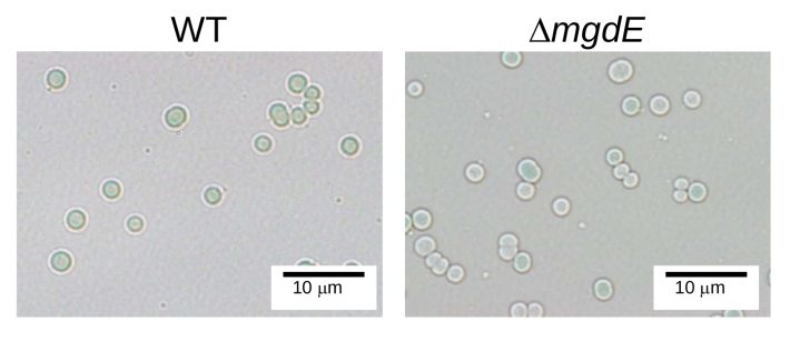 図3 mgdE遺伝子破壊株（∆mgdE株）の形態。∆mgdE株では、緑色と白色の細胞が観察された。 WT:野生株