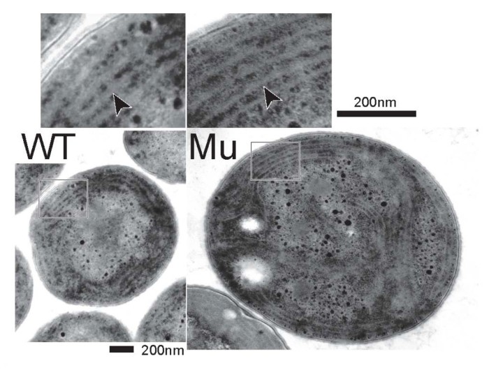 図4 mgdE遺伝子破壊株（∆ mgdE株）の内部構造。電子顕微鏡による観察から、遺伝子破壊株でもチラコイド膜が構築されていることがわかる（矢印）。WT:野生株、Mu:∆ mgdE株。