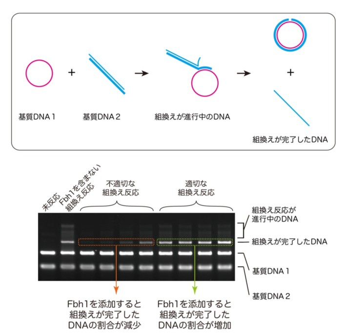 図1 Fbh1はDNA組換え反応を質的に制御する