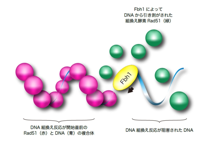 図2 Fbh1が不適切なDNA組換えを抑制する分子モデル