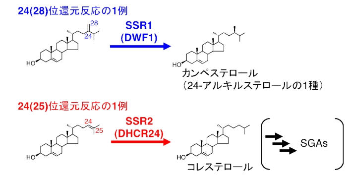 図2 24(28)位還元反応と24(25)位還元反応の1例