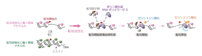 図1. ヒストン修飾と転写