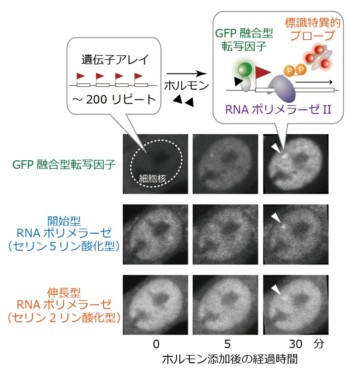 図2. ホルモン添加による遺伝子活性化