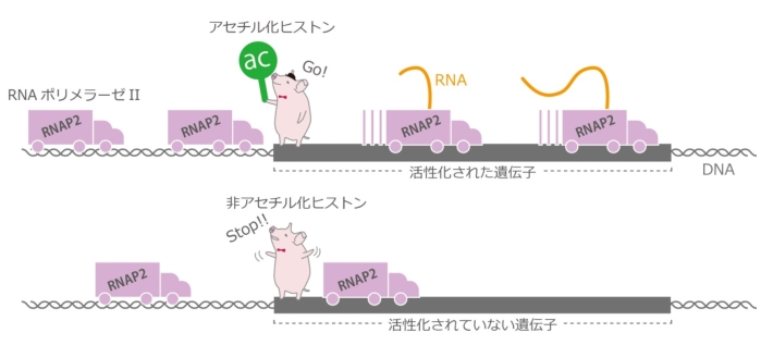 図3. ヒストンH3アセチル化の役割