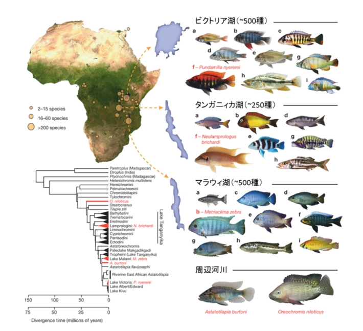 東アフリカ三大湖と周辺河川に生息するシクリッド