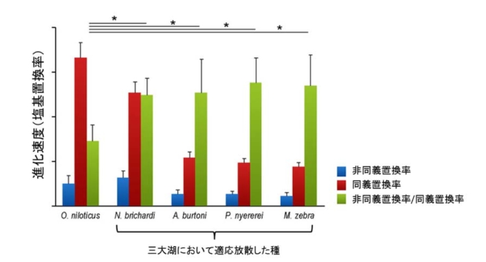 東アフリカ産シクリッドにおける非同義置換率と同義置換率の比較