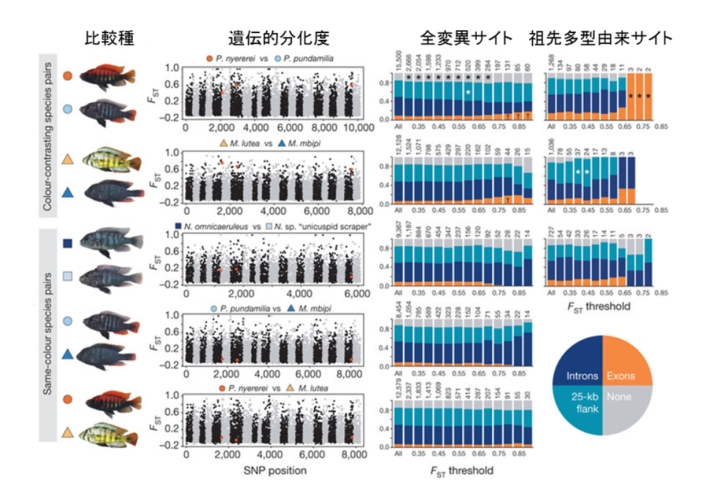 ビクトリア湖産シクリッドゲノム中における遺伝的分化度Fst値（左パネル）と、全変異サイトおよび祖先多型由来変異サイトにおける遺伝的分化度の分布（右パネル）