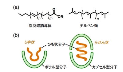 図1. (a) 長鎖の炭化水素部位を含むひも状の生体分子.(b)既報の合成化合物によるひも状分子の内包.