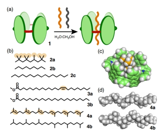図4 (a)分子チューブ 1 によるひも状分子の選択的捕捉.(b)ひも状分子 2a-c, 3a-b および 4a-b の化学構造.(c)2a を内包した分子チューブ 1 および(d)スクアレンとスクアランの構造（空間充填モデル）。