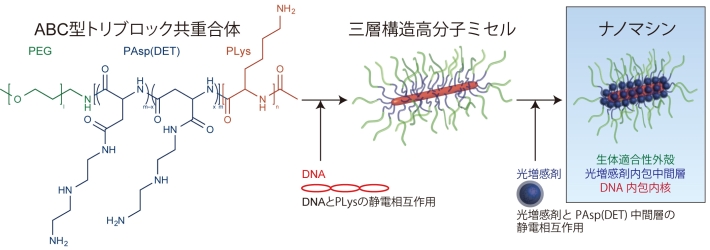 ナノマシンの構築方法と構造。ABC型トリブロック共重合体、DNA、光増感剤を水中で順次に自己会合させることによりナノマシンが構築される。