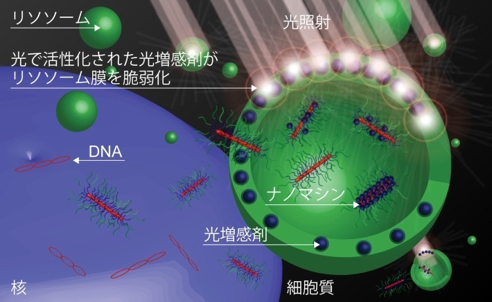 細胞内の環境と光に応答してDNAの細胞質への移行を促進するナノマシン。エンドソーム・リソソーム内の環境に応答してナノマシンは光増感剤を放出し、エンドソーム・リソソーム膜に相互作用させる。光照射により活性化された光増感剤は活性酸素を産生しエンドソーム・リソソーム膜を不安定化させ、DNAの細胞質への移行を促進する。