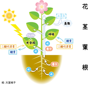 植物の模式図