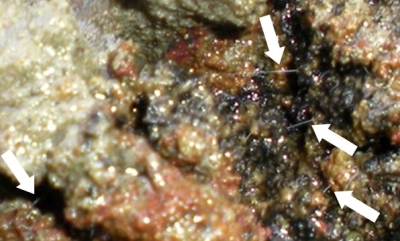 オコタンペ湖の底泥の拡大写真。矢印で示した白い糸状のものがチオプローカ。