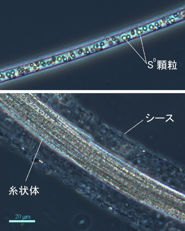 チオプローカの顕微鏡写真。チオプローカの細胞は、単体硫黄（S0）の顆粒を内包しており、これが連なって糸状体と呼ばれる構造が形成される（上段）。さらに、数本から数十本の糸状体が束になり、その外側をシース（鞘）と呼ばれる構造が覆う形で生育している（下段）。 シースは長さ数cmに達し，肉眼でも十分に捉えることができる。