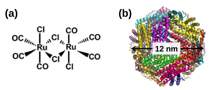 ルテニウムカルボニル錯体の化学構造（a）及びフェリチンのX線結晶構造（b）。