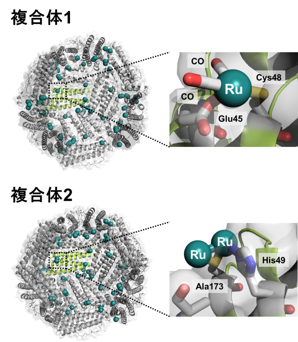 CO放出フェリチン複合体1及び2のX線結晶構造及びそのルテニウムカルボニル結合部位の拡大図。（青：窒素元素、黄色：硫黄元素、赤：酸素元素、深緑色：ルテニウム元素）