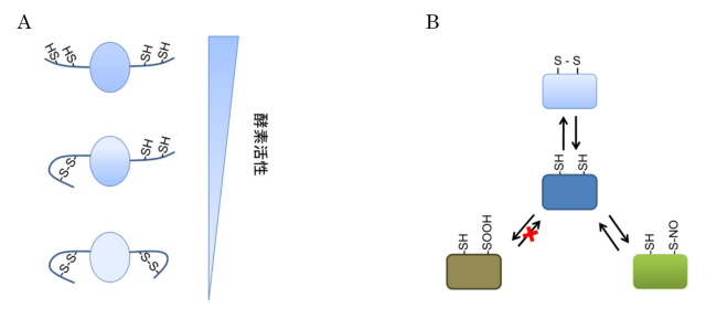 タンパク質のチオール基の酸化還元と機能制御