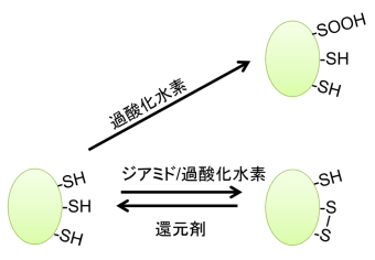 GAPDHのチオール基の酸化状態