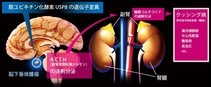 クッシング病の発症機構