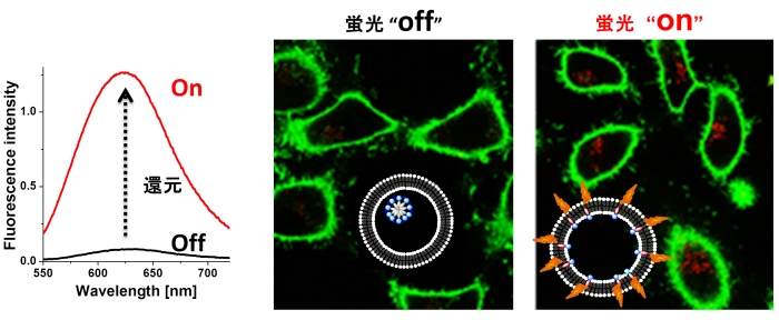 還元剤の添加前後における蛍光ナノ粒子の発光オン・オフ挙動（左）とAFMによるAFM の画像（右）