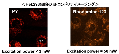 二光子励起蛍光顕微鏡を用いたHek293細胞のミトコンドリアイメージング（色素PYを用いることにより、従来法よりも低エネルギーの光照射で大幅な感度の上昇が確認できる。）