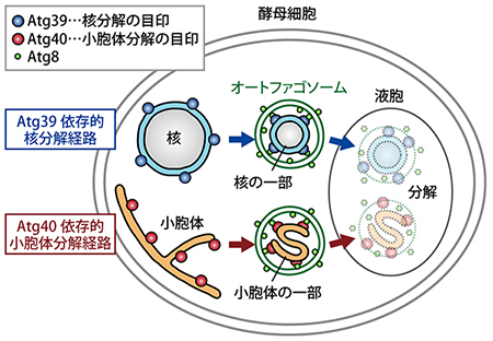 本研究で明らかになった核と小胞体のオートファジーによる分解経路