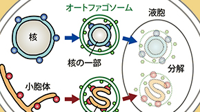 細胞の核と小胞体を分解する新しい仕組みを発見