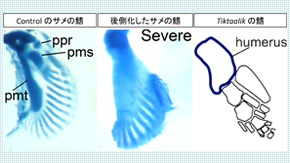 鰭から四肢への進化はどうして起ったか―サメの胸鰭を題材に謎を解き明かす―