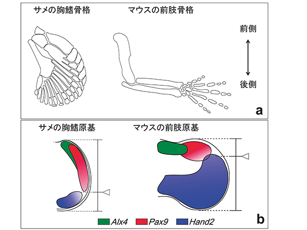 軟骨魚類ハナカケトラザメ（S. canicula）の胸鰭とマウスの前肢。（a）骨格パターン。サメの鰭は付け根の部分は3つの骨があり、体幹に付着している。一方、マウスの前肢は、ほかの四肢動物でもみられるように付け根の部分には1つの骨があり、体幹に付着している。（b）遺伝子発現パターン。前側（親指側）の遺伝子（Alx4, Pax9）の発現している領域と 後側の遺伝子（Hand2）の発現している領域のバランスがシフトしているのがわかる。