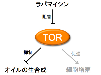 TOR阻害によるオイル蓄積の誘導