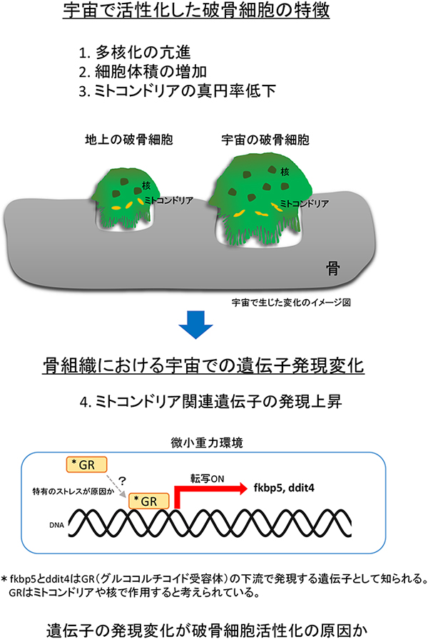 今回の論文で示された内容