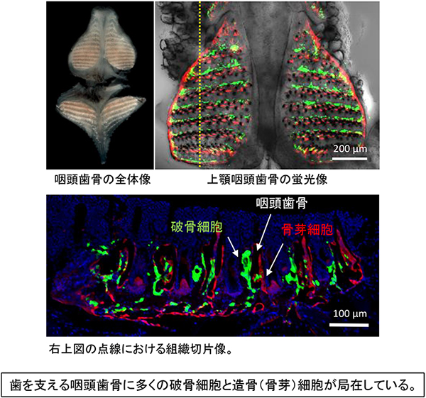 骨形成と骨吸収が盛んな咽頭歯骨