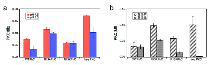 （a）PKC内包多角体の酵素活性、（b）乾燥前後での活性評価