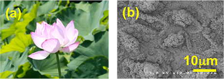 （a）蓮の花　（b）葉の表面のミクロ構造