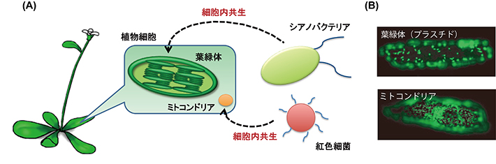 細胞内共生で誕生した葉緑体とミトコンドリア