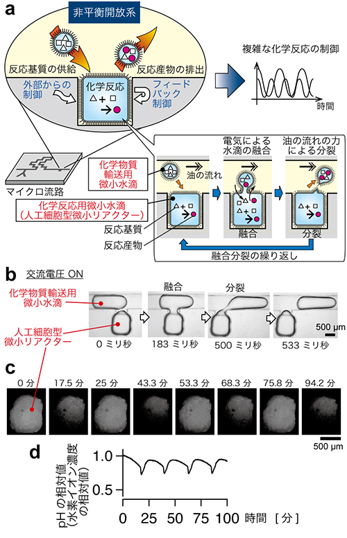 （a）人工細胞型微小リアクターの概念図。マイクロ流路に固定された「人工細胞型微小リアクター」に、化学物質輸送用の微小水滴が融合と分裂を繰り返すことによってリアクター内外への反応基質の供給と反応産物の排出を実現する。（b）人工細胞型微小リアクターと化学物質輸送用の微小水滴の融合分裂の様子。電圧を加えることで融合が起こる。（c）人工細胞型微小リアクター内で化学反応が起こり、溶液内のpHの増減（水素イオンの増減）が観察された（リズム反応）。pH値の大小に反応して蛍光強度が変わる試薬を用いて計測しており、明るい状態（白い状態）はpHが高い時で、暗い状態（黒い状態）はpHが低い時を示す。（d）水素イオン濃度の増減をpHの相対値で表示してグラフ化した。