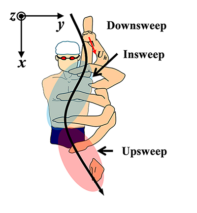 クロール泳における手部の軌跡と局面