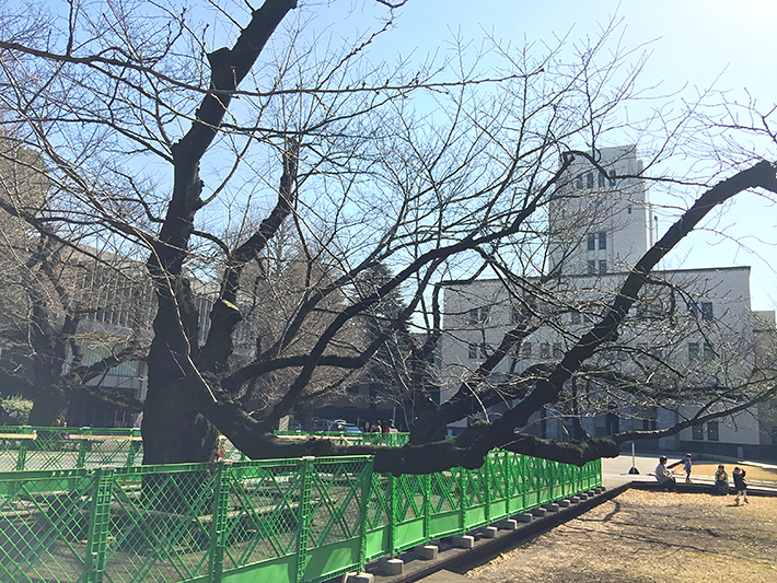 本館前　桜並木