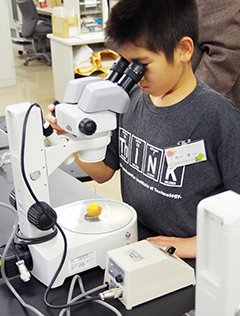 スズカケノキの果実の観察